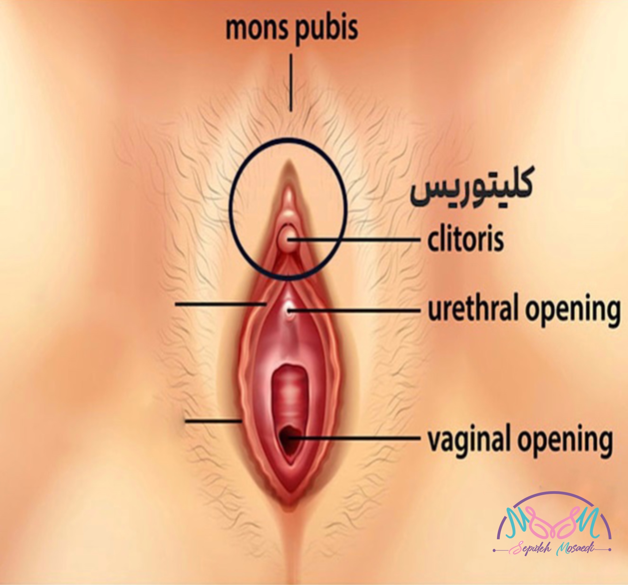 کلیتوریس