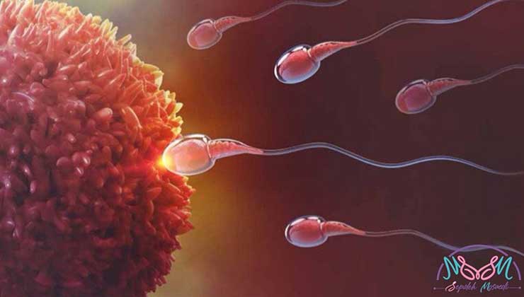 آیا با یک بار رابطه باردار می شویم؟