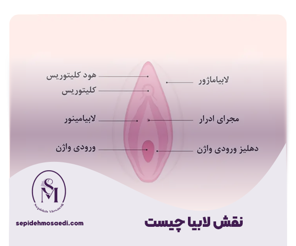 لابیا چیست؟ آشنایی با انواع لابیا ماژور و مینور 1 What is the role of the labia in the genitals 1