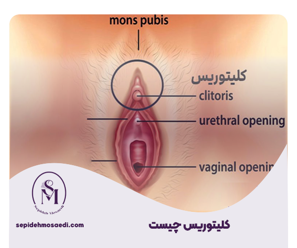 کلیتوریس چیست